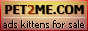 Free Ads, cats for sale, kittesn for sale, cat catteries, cat breeders