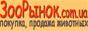 Все о волнистых попугайчиках